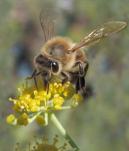German Airports Using “Biodetective” Honeybees To Monitor Air Quality