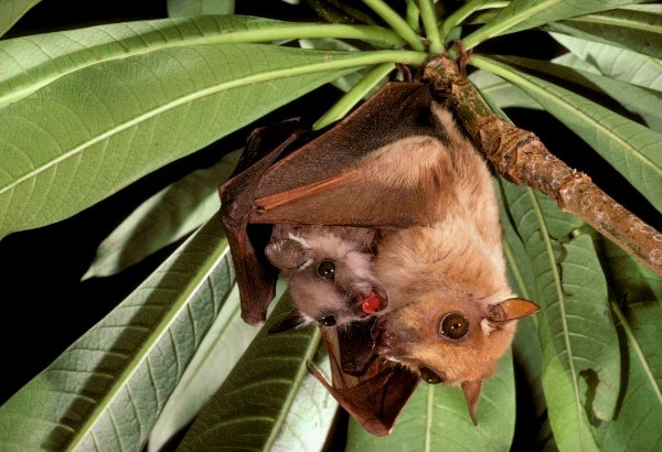 Bats photo