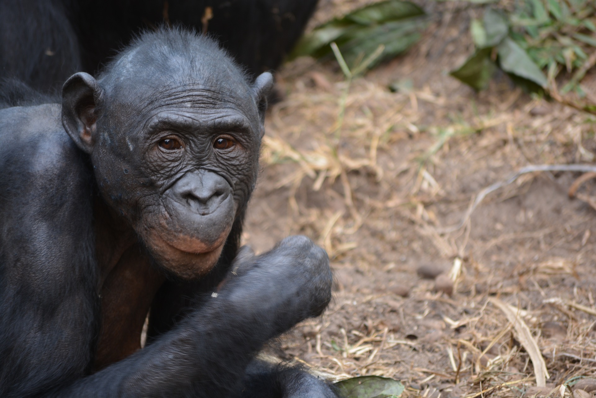 Bonobo ladies get to choose their mates and boy oh boy are they picky