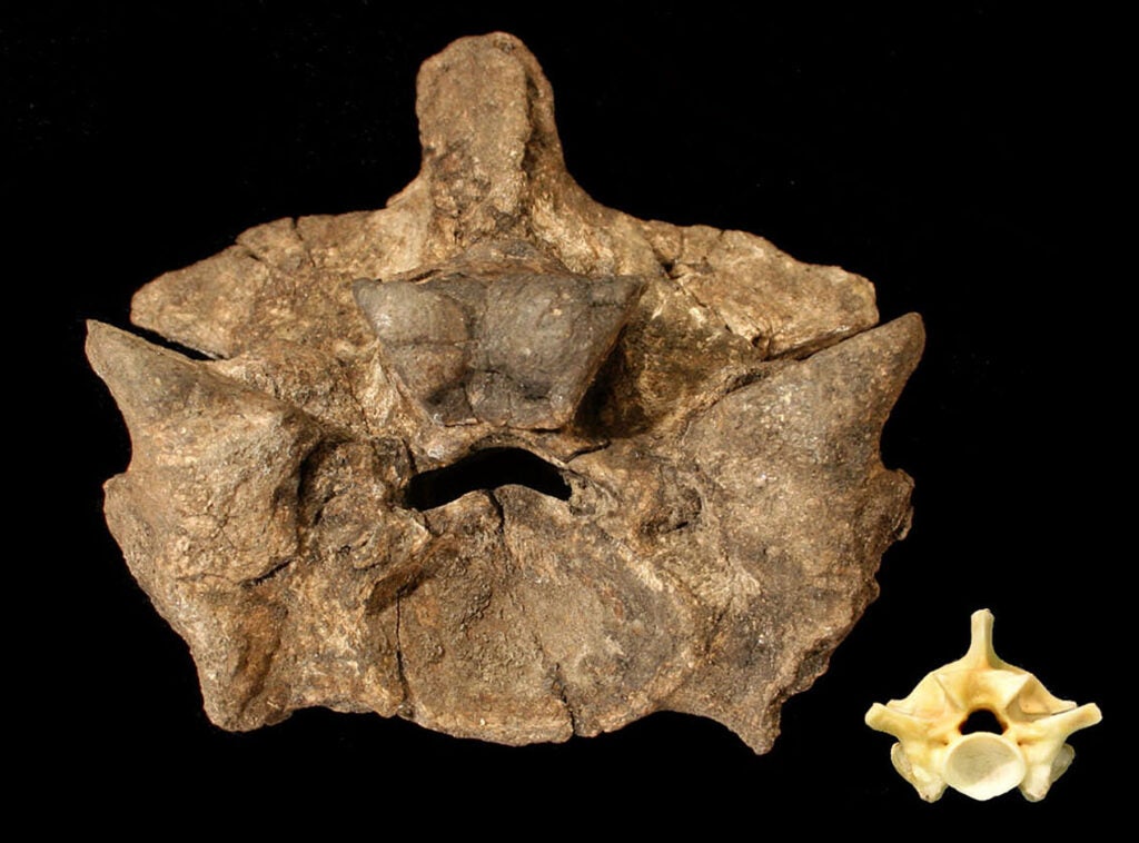 A comparison of the fossil vertebra (Titanoboa, left) and a similarly placed vertebra from the spine of a 10-foot-long boa constrictor (right).