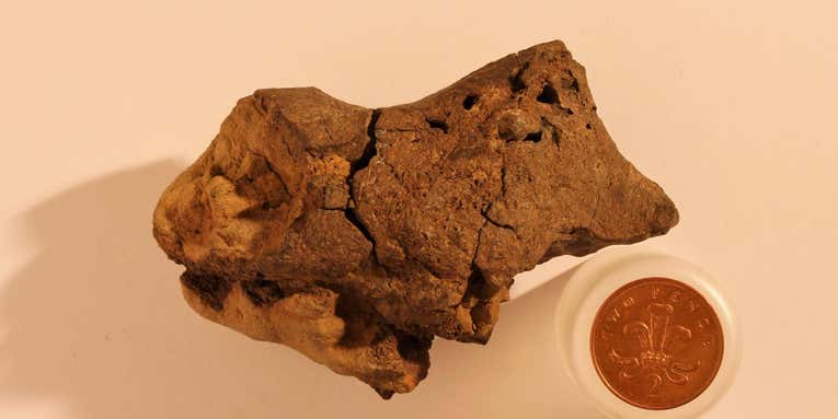 This May Be The First Dinosaur Brain Ever Studied. What Can It Teach Us?