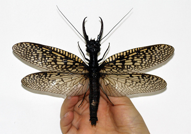 World’s Largest Aquatic Insect Reportedly Found In China
