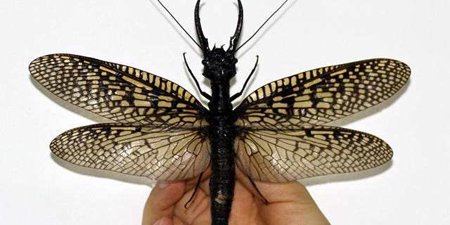 World’s Largest Aquatic Insect Reportedly Found In China