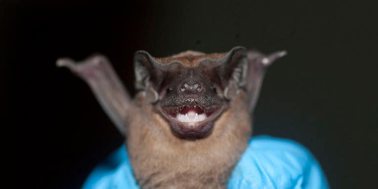 Why Are Bats’ Immune Systems Totally Different From Any Other Mammal’s?