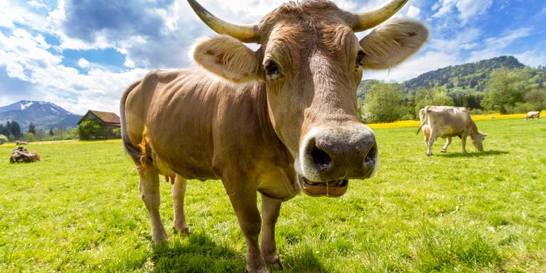 Homeopathy doesn’t work for cows, either
