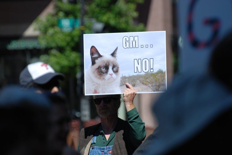 Anti-GMO protester holding a sign of Grumpy Cat saying GM NO