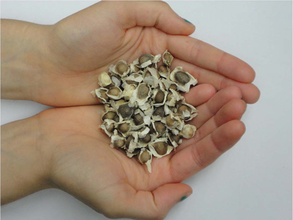 Need Clean Water? Just Add These Seeds