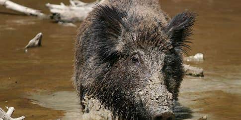 Wild Boars Menace Germany. Could it Happen Here?