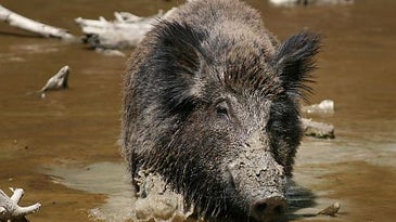 Wild Boars Menace Germany. Could it Happen Here?