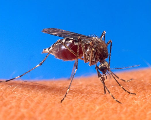 Genetically Modified Mosquitos Massively Reduce Dengue Fever Risk