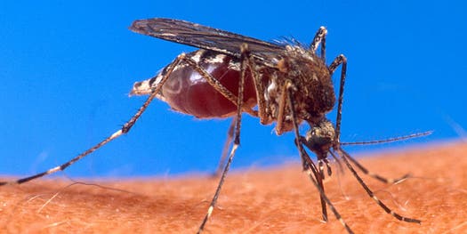 FDA Approves Genetically Modified Mosquitoes For Release In Florida