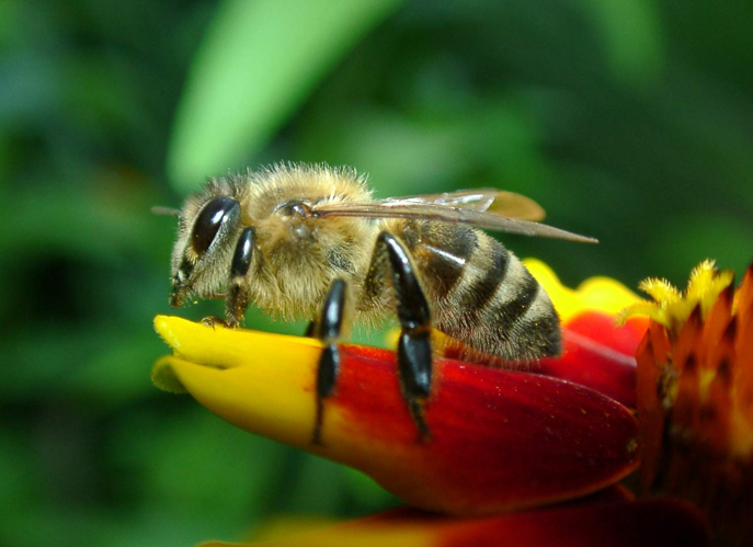 Honeybees May Be Dying Off Because They’re Eating Inferior Honey Substitutes