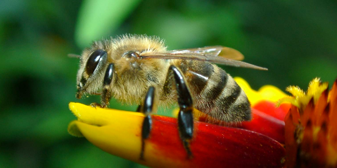 Honeybees May Be Dying Off Because They’re Eating Inferior Honey Substitutes