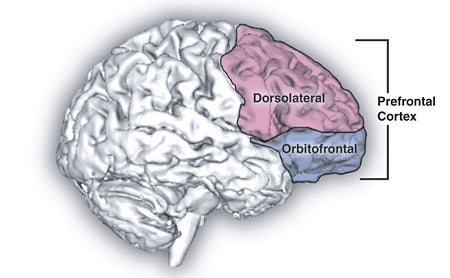 The dorsolateral prefrontal cortex in the brain (shown in purple) is thought to be intimately involved with the process of decision-making.