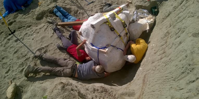 Large Tyrannosaurus rex Skull Found In Montana
