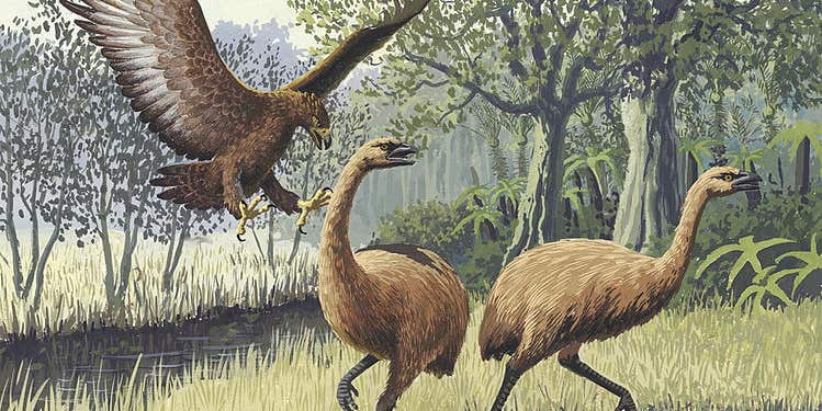These Massive Extinct Eagles Could Have Carried Off That Toddler’s Dad