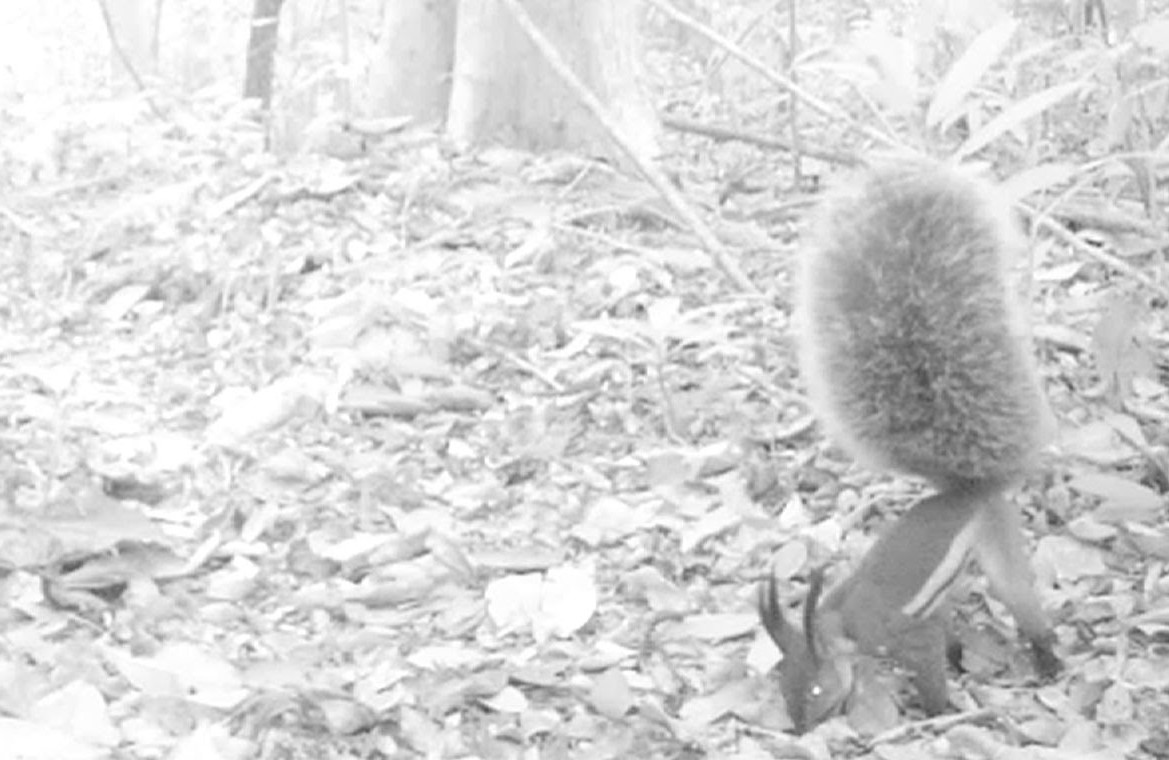 Alleged Killer Squirrel Is Captured On Camera For The First Time