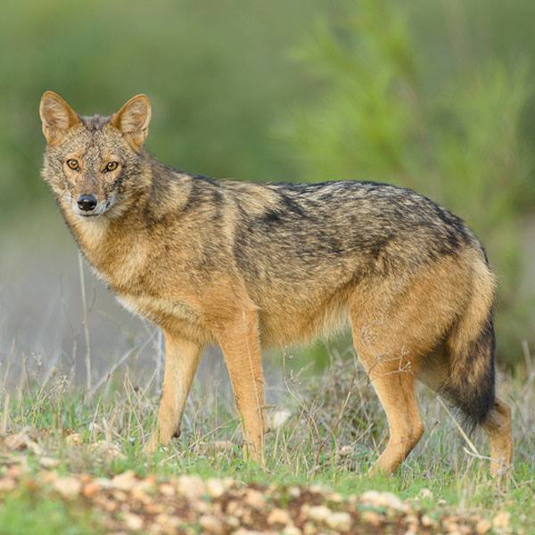 The first new African canid species in <a href="https://www.facebook.com/nationalzoo/photos/a.57283477901.65878.32235087901/10153468670992902/?type=1&amp;theater">150 years</a> was discovered <a href="http://www.cnn.com/2015/08/01/world/african-golden-wolf-feat/index.html">this week</a>, as reported in a <em>Current Biology</em> <a href="http://www.cell.com/current-biology/abstract/S0960-9822(15)00787-3">study</a>. Golden jackals, found in Africa and Eurasia, used to be considered one species, but genetic analysis has revealed that the African jackals are more closely related to gray wolves. The study authors thus proposed they be renamed as the African Golden Wolf, its own species. Welcome to the canid family, African Golden Wolves!