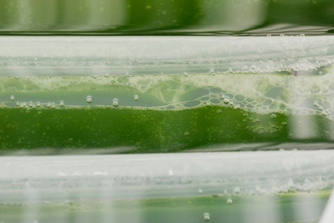 A view of the algae in a bioreactor just before the crop is harvested