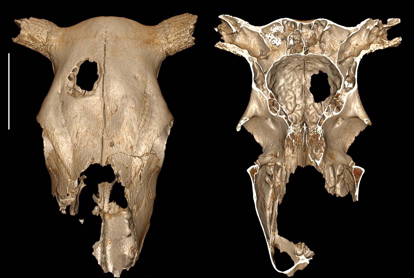 Neolithic surgeons might have practiced their skull-drilling techniques on cows