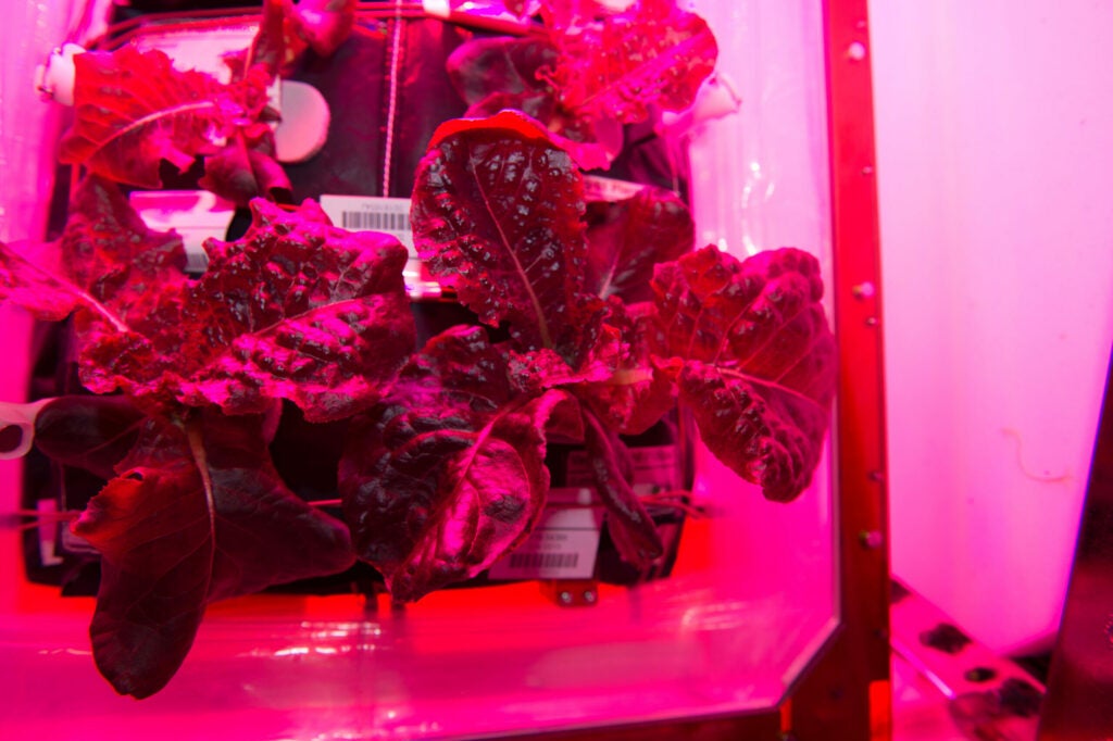 lettuce grown under purple light as part of NASA's veggie experiment