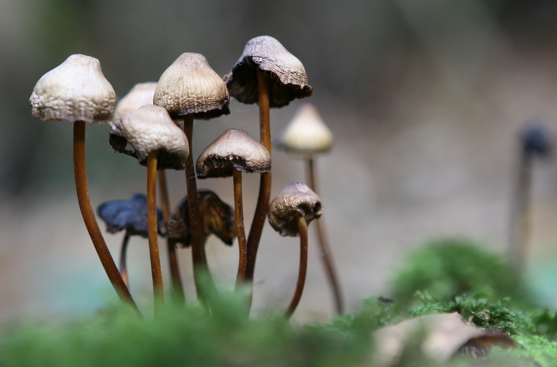 Magic mushrooms help cancer patients deal with depression
