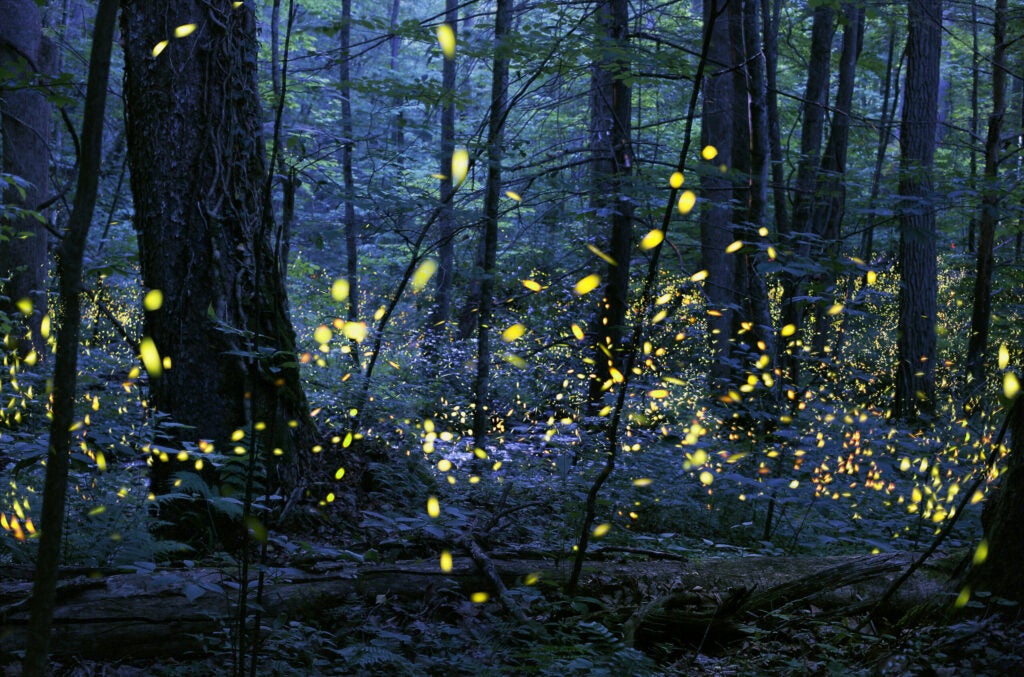 Lightning bugs in Great Smokey Mountains National Park