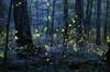 Lightning bugs in Great Smokey Mountains National Park