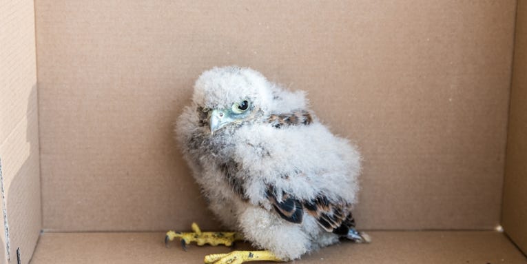 Adorable Baby Falcon Found At CERN