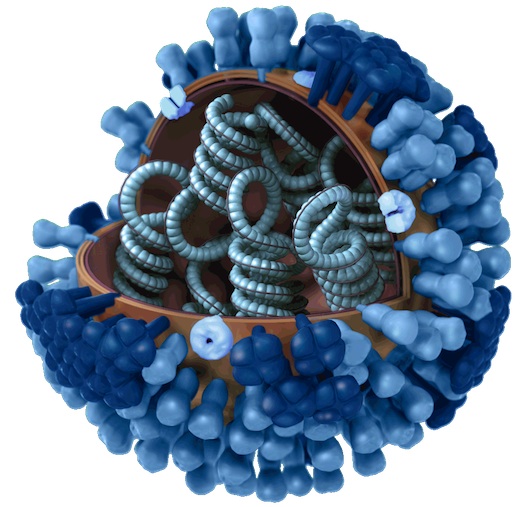 Synthetic Biologists Engineer A Custom Flu Vaccine In A Week