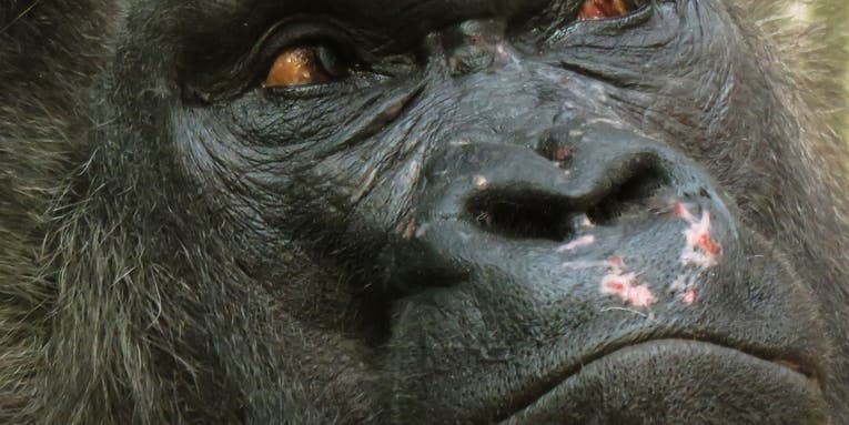 This vaccine just might stop Ebola from annihilating the great apes