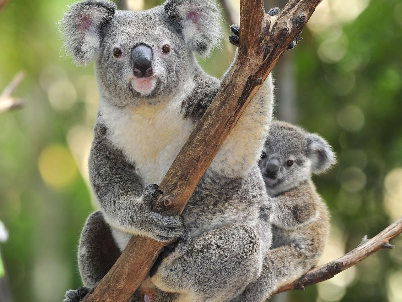 Some Australians Want To Rent Out Endangered Wildlife | Popular Science