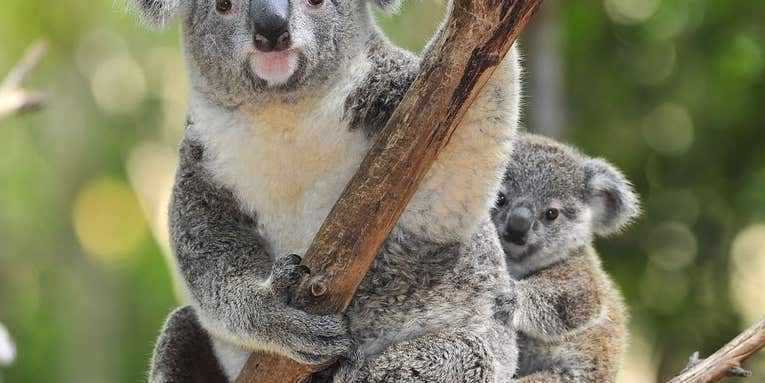 Some Australians Want To Rent Out Endangered Wildlife