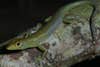 Prasinohaema virens green blooded lizard