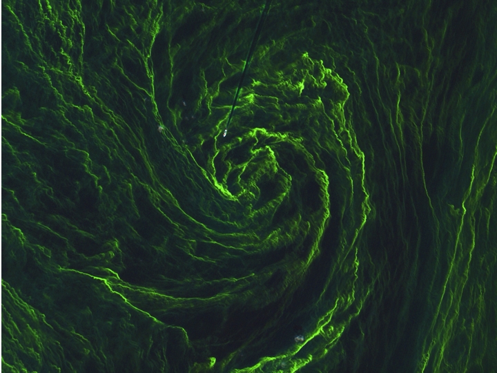 This detailed image of an algal bloom was captured this past month by the Sentinel-2A. Algal blooms occur when a large amount of algae accumulates in one specific area. These blooms occur in both fresh and salt water.  The image shows the algal bloom in incredible detail. If you look closely in the center, you can see a ship entering the “eye of the algal storm,” with the ship’s wake seen as a straight dark line as it jetted through the green algae.