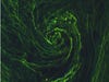 This detailed image of an algal bloom was captured this past month by the Sentinel-2A. Algal blooms occur when a large amount of algae accumulates in one specific area. These blooms occur in both fresh and salt water.  The image shows the algal bloom in incredible detail. If you look closely in the center, you can see a ship entering the “eye of the algal storm,” with the ship’s wake seen as a straight dark line as it jetted through the green algae.