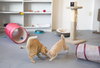 CES 2015: Spy On (And Play With) Your Pet From Afar With Petcube