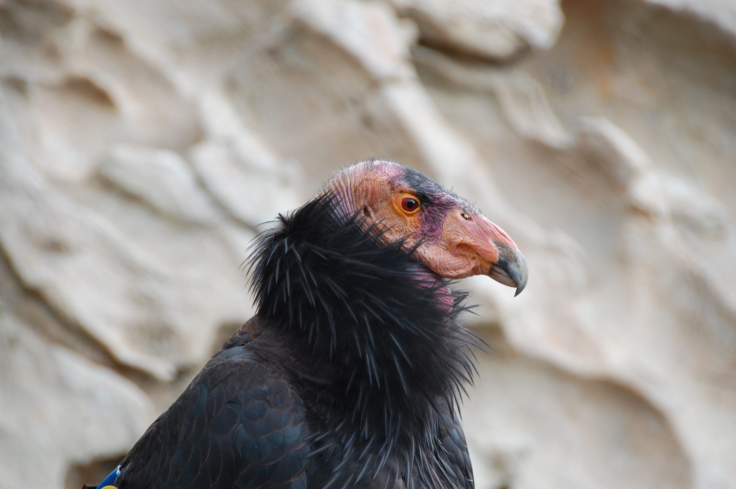 Contaminated Carcasses Are Poisoning Critically Endangered California Condors