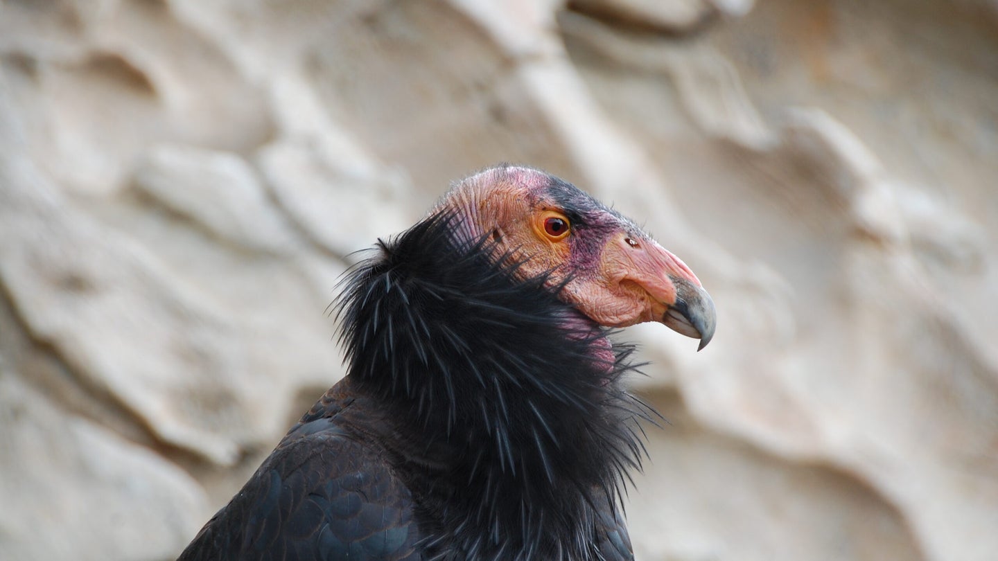 Contaminated Carcasses Are Poisoning Critically Endangered California Condors