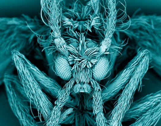 This false-color scanning electron micrograph shows a moth fly, <em>Psychodidae</em>, also known as a drain fly. The larvae live in domestic drains and emerge in sinks. Their bodies and wings are covered in fine cilia, which lend them a moth-like appearance.