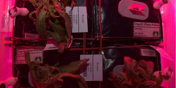 What’s Up With The Dying Plants On The Space Station?