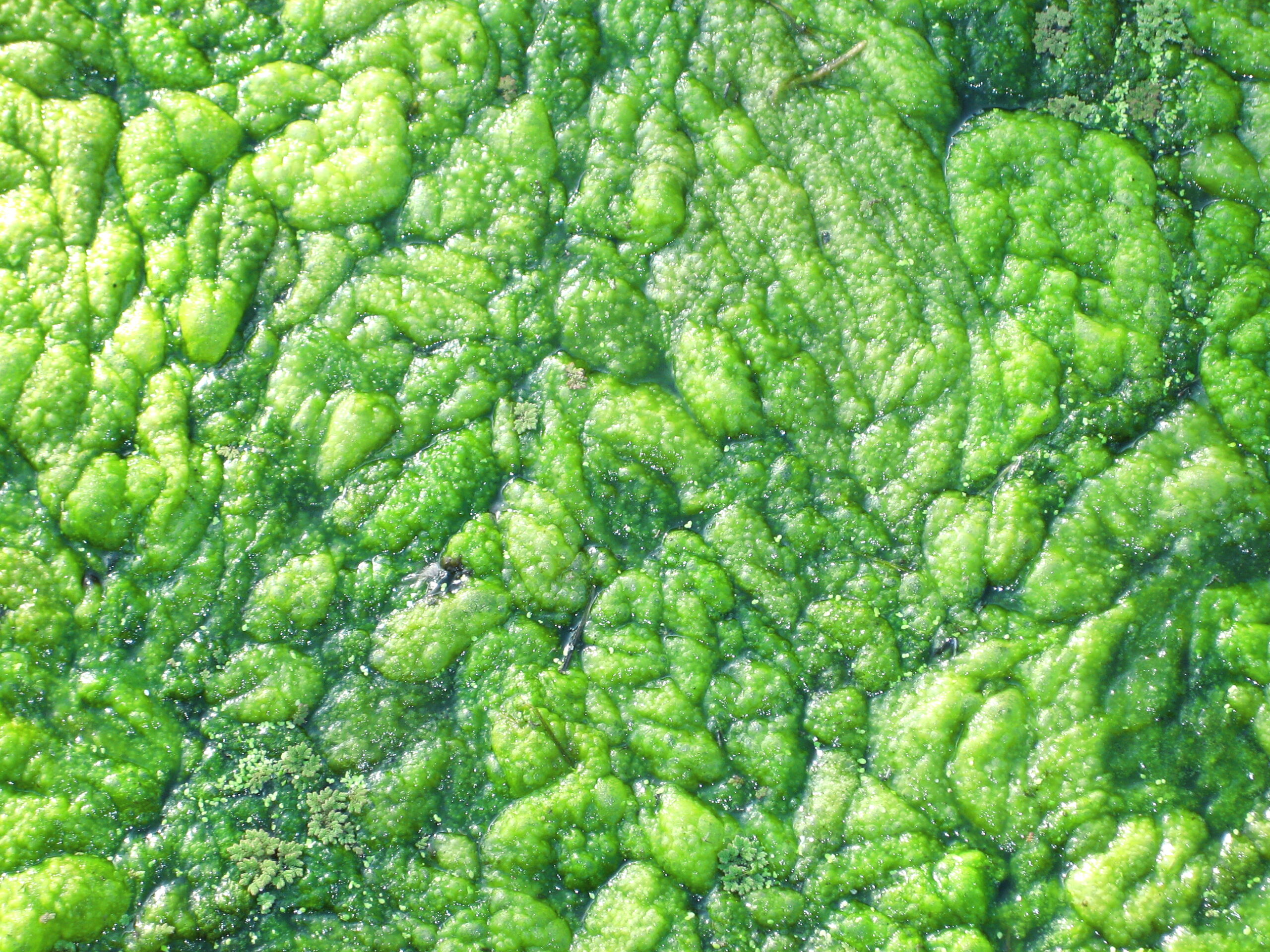 Harmful Blooms Of Algae Could Be Turned Into Biofuel