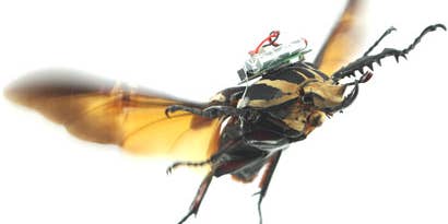 Remote-Control Cyborg Beetles Now Flying With Greater Precision