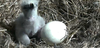 A baby eaglet and an unhatched bald eagle egg