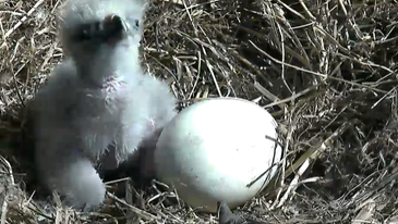 A baby eaglet and an unhatched bald eagle egg