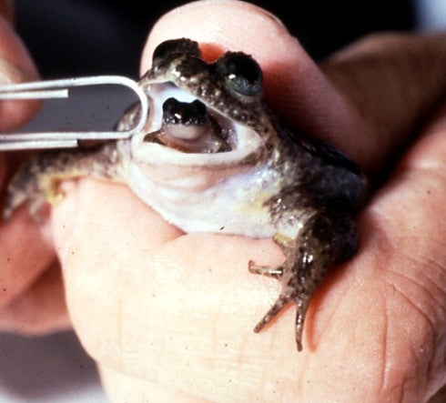 Gastric-brooding Frog