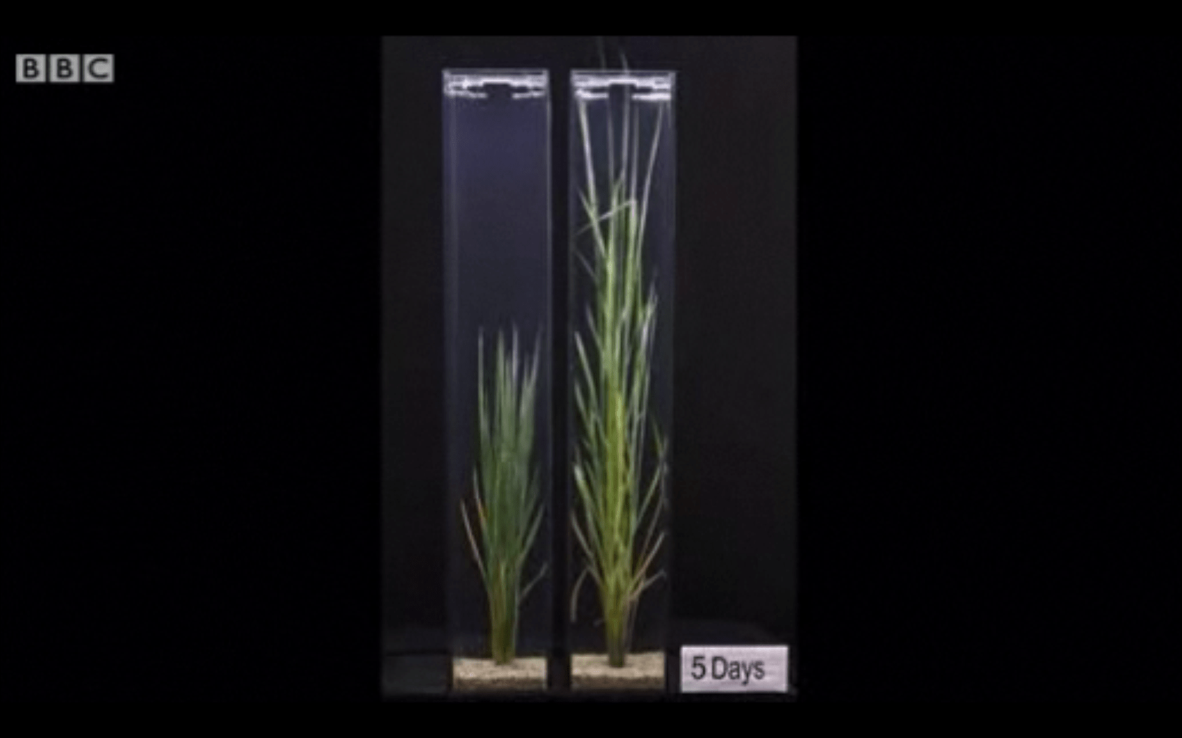 Genetically Engineered Rice Plants Grow “Snorkels” To Survive Floods