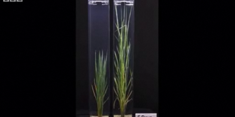 Genetically Engineered Rice Plants Grow “Snorkels” To Survive Floods