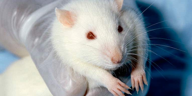 Researchers Manipulate the Dreams of Rats, Opening the Door to ‘Dream Engineering’