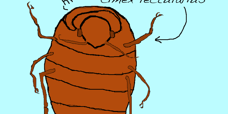 Why Are Bedbugs Back?